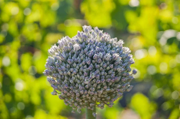 Seeds of garlic, the garlic flower. Bouquet of garlic seeds. Future harvest. Small seeds.