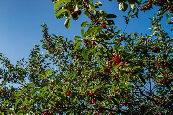 Cerezas Rojas Ricas Una Rama Muy Sabroso Maduro Variedad Cereza — Foto de Stock