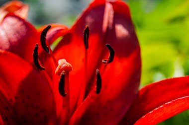 Yaz bahçesinde kırmızı zambaklar. Çiçek soyutlaması. Yakın plan. Güzel bir çiçek..