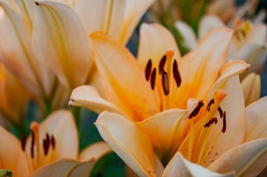 Bej zambak, yaz bahçesinde yetişen nadir bir tür. Çiçek soyutlaması. Çiçek arkaplan. Yakın plan. Yılın yaz zamanı..