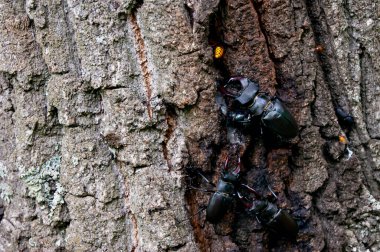 Geyik böceği. Kırmızı kitaptaki bir böcek. Çok nadir bir böcek. Vahşi doğada boynuzlu bir böcek..