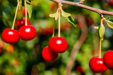Bir dalda kırmızı, zengin kirazlar. Çok lezzetli ve olgun. Kirazlı Morel 'in çeşitleri. Doğada kiraz ağaçları.