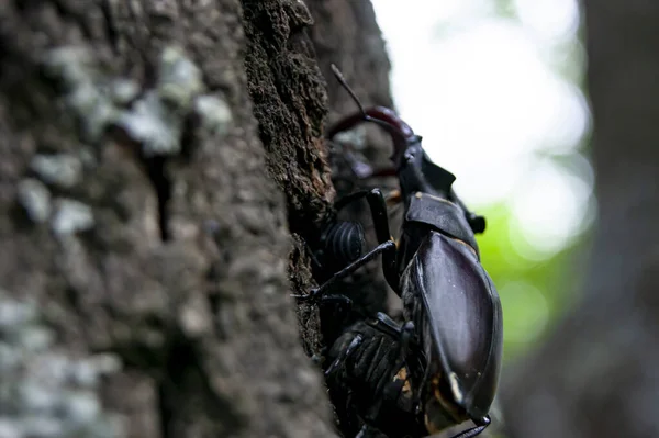 雄鹿甲虫 红皮书上的甲虫一种非常罕见的甲虫一只在野外长着角的甲虫 — 图库照片