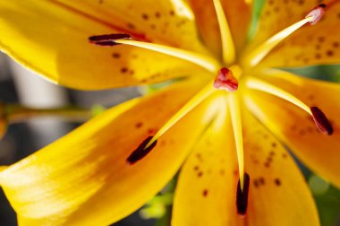 Güzel ve parlak sarı zambak. Yaz havasını ayarlar. Parlak bir çiçek. Doğal güzellik..