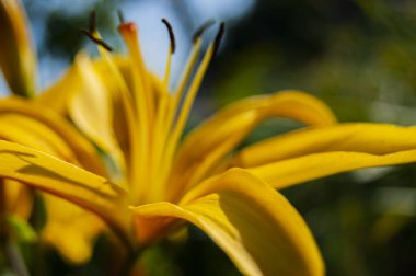 Güzel ve parlak sarı zambak. Yaz havasını ayarlar. Parlak bir çiçek. Doğal güzellik..