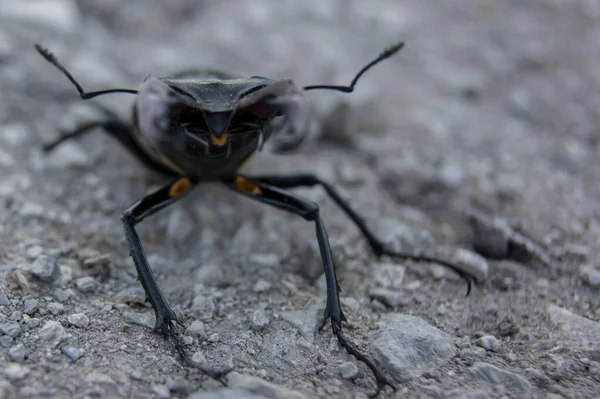 Dendroctone Cerf Scarabée Dans Livre Rouge Scarabée Très Rare Scarabée — Photo