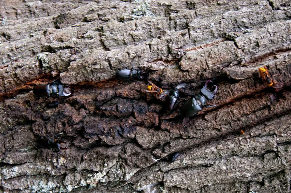 Dendroctone Cerf Scarabée Dans Livre Rouge Scarabée Très Rare Scarabée — Photo