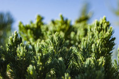 Yeşil küçük iğneler. Ağacın dalları. Doğal arka plan. Ladin 'in dokusu.