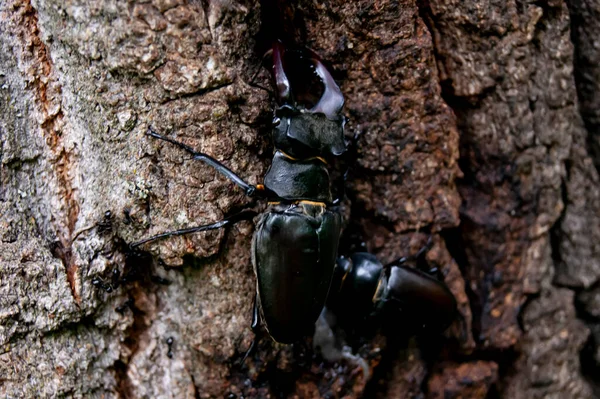 Stag Beetle Beetle Red Book Very Rare Beetle Beetle Horns — Stock Photo, Image