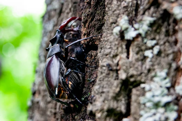 Dendroctone Cerf Scarabée Dans Livre Rouge Scarabée Très Rare Scarabée — Photo