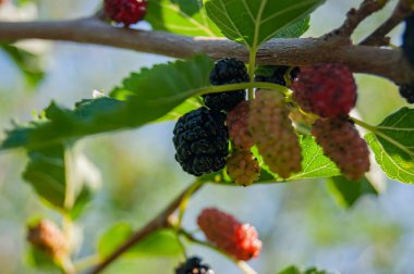 Dallarda dut çileği. Dut ağacının meyveleri. Meyveler korkunç tırtıllara benziyor. Yaz hasadı. Doğanın armağanları