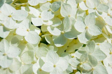 Beyaz çiçekli arka plan. Sıcak yaz ve parlak güneş ışınları. Küçük bir çiçek yığını. Bir sürü çiçek..