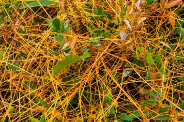 Çimen arka plan için doğal soyutlama. Kamış sıcak yaz güneşinin altında neredeyse hazır. Soyut doğal arkaplan.