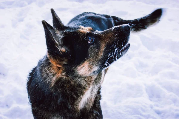 德国牧羊人非常喜欢冬天和雪 快乐而美丽的狗在雪地的背景下 情绪的风格化处理 — 图库照片