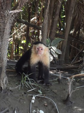 Beyaz yüzlü capuchin