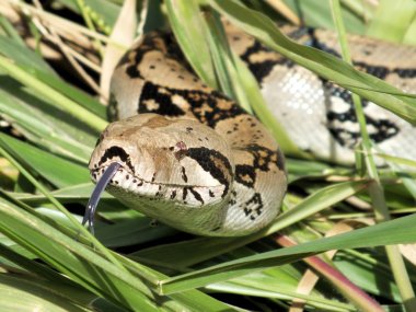 Boa constrictor close up clipart