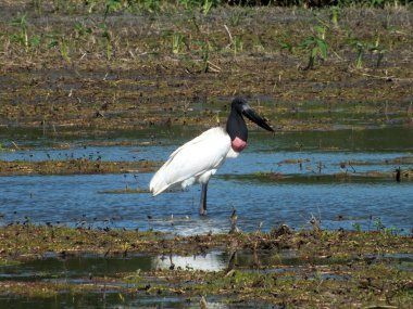 Jabiru leylek (mycteria Jabiru)