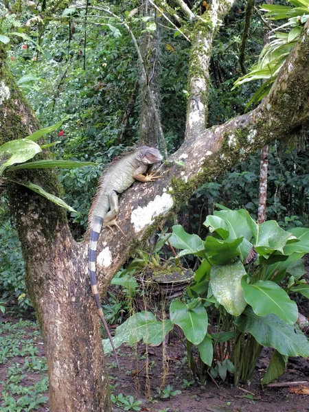 Green Iguana — Stock Photo, Image