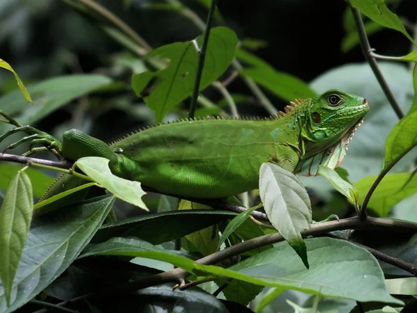Πράσινο ιγκουάνα (Iguana iguana) — Φωτογραφία Αρχείου
