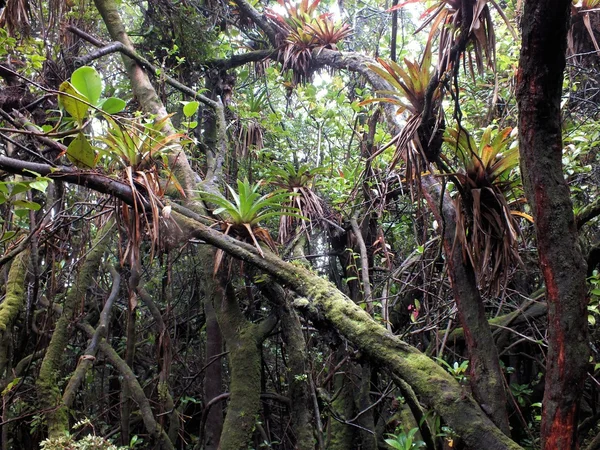 Bromelads op Volcan Poas — Stockfoto