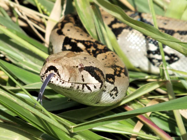 Boa constrictor aus nächster Nähe — Stockfoto