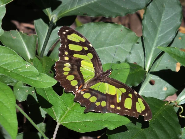 Malachiet vlinder (Siproeta stelenes) — Stockfoto
