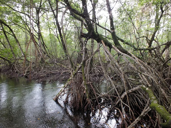 Mangrovetrær i san-elva – stockfoto