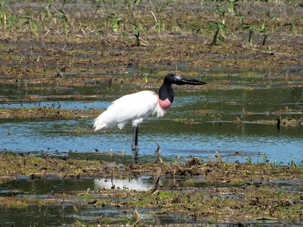 Jabiru gólya (Jabiru a mycteria) Stock Kép