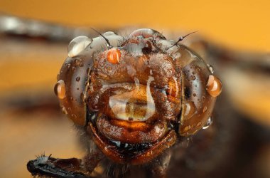 Sarı arka planda damlaları olan yusufçuk kafası
