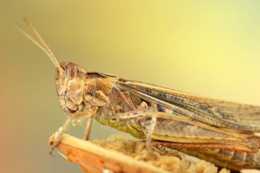 Sapında cırcır böceği