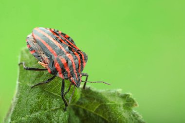 Yaprakta İtalyan ananası ve yeşil arka plan