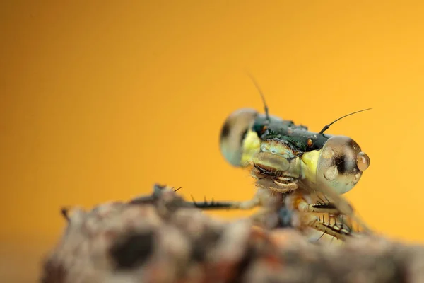 Çubukta yusufçuk ve sarı arka plan