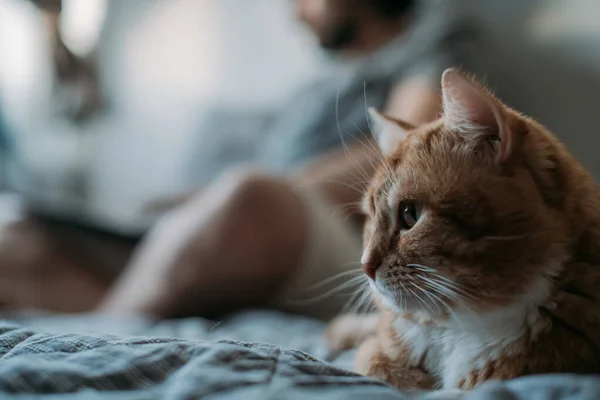 Katten Ligger Soffan Man Jobbar Laptop Ung Karantänman Jobbar Hemma — Stockfoto