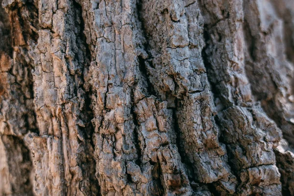 Textura Corteza Gran Árbol Viejo Día Soleado Primer Plano Macro —  Fotos de Stock