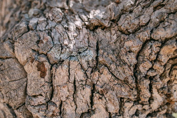 Textura Corteza Gran Árbol Viejo Día Soleado Primer Plano Macro —  Fotos de Stock