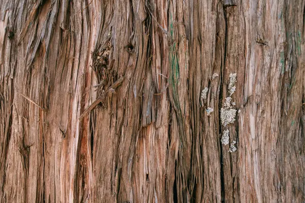 Текстура Кори Великого Старого Дерева Сонячний День Крупним Планом Макро — стокове фото
