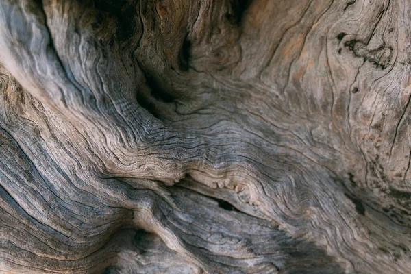 Texture Bark Large Old Tree Sunny Day Close Macro — Stock Photo, Image