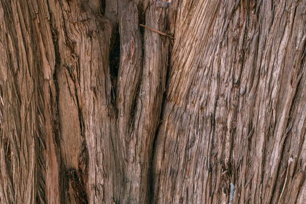 Textura Corteza Gran Árbol Viejo Día Soleado Primer Plano Macro —  Fotos de Stock