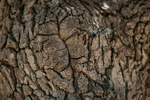 Textura Corteza Gran Árbol Viejo Día Soleado Primer Plano Macro —  Fotos de Stock