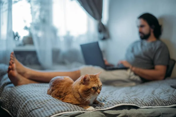 Kedi Kanepede Yatıyor Bir Adam Dizüstü Bilgisayarla Çalışıyor Genç Bir — Stok fotoğraf