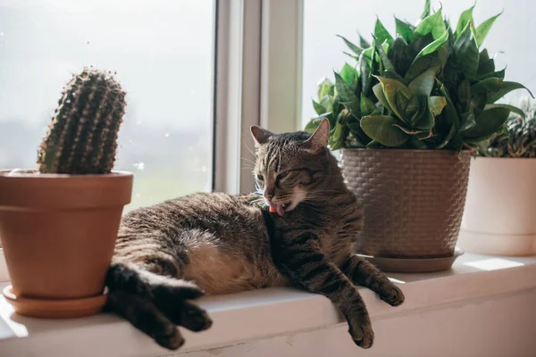猫躺在敞开的窗前晒太阳 灰猫在花盆之间的窗台上晒太阳 — 图库照片