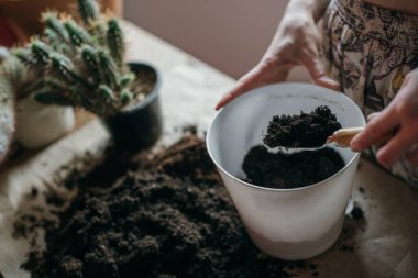 Genç kadın nakil kaktüsü evde. Bir ele yakın çekim. Evinde ev bitkileri olan güzel bir kız. Bahar saksısı çiçek bakımı