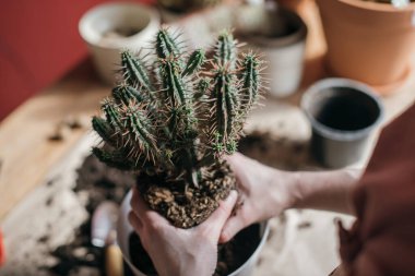 Genç kadın nakil kaktüsü evde. Bir ele yakın çekim. Evinde ev bitkileri olan güzel bir kız. Bahar saksısı çiçek bakımı