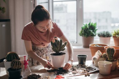 Genç kadın nakil kaktüsü evde. Evinde ev bitkileri olan güzel bir kız. Bahar saksısı çiçek bakımı