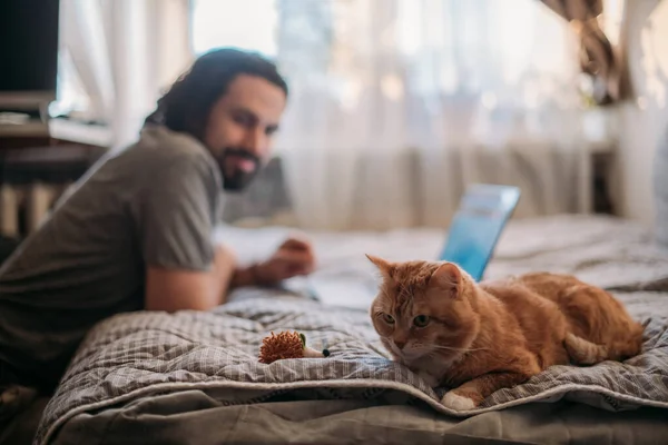 The cat lies on the couch, a man works on a laptop. A young quarantined guy is working at home, with a red cat lying nearby. Remote work, work from home.
