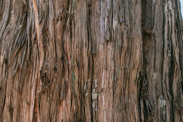 Texture Bark Large Old Tree Sunny Day Close Macro — Stock Photo, Image