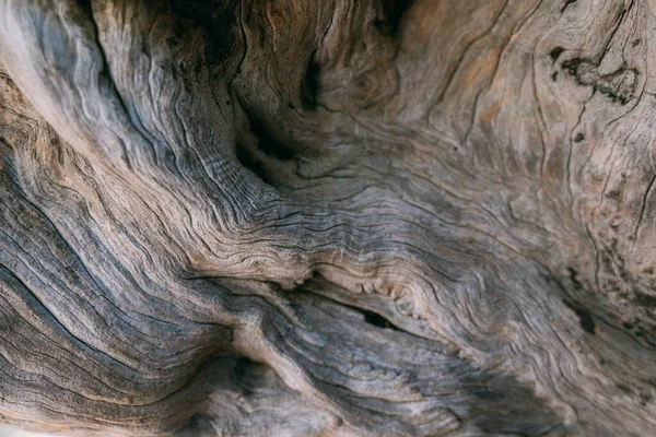 날커다란 나무의 껍질의 클로즈업 매크로 — 스톡 사진