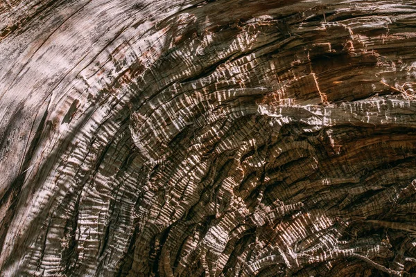 Текстура Кори Великого Старого Дерева Сонячний День Крупним Планом Макро — стокове фото