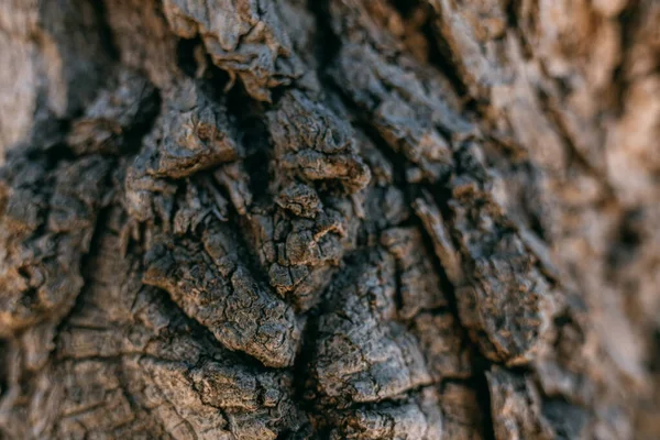 Textura Corteza Gran Árbol Viejo Día Soleado Primer Plano Macro —  Fotos de Stock