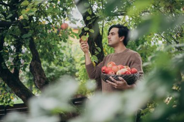 Erkek bir çiftçi bahçede elma topluyor. Ellerinde elma ağacının dallarında bir sepet kırmızı elmayla genç bir adam..